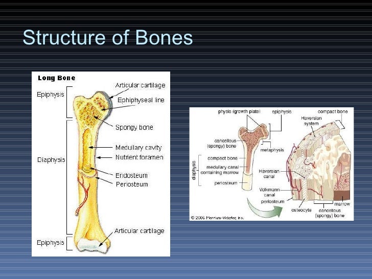 Science Olympiad: Anatomy