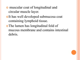   muscular coat of longitudinal and
  circular muscle layer.
 It has well developed submucosa coat
  containing lymphoid tissue.
 The lumen has longitudinal fold of
  mucous membrane and contains intestinal
  debris.
 