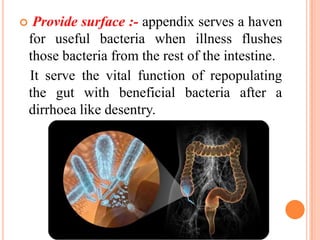     Provide surface :- appendix serves a haven
    for useful bacteria when illness flushes
    those bacteria from the rest of the intestine.
    It serve the vital function of repopulating
    the gut with beneficial bacteria after a
    dirrhoea like desentry.
 