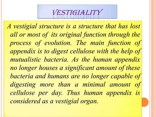 VESTIGIALITY
A vestigial structure is a structure that has lost
 all or most of its original function through the
 process of evolution. The main function of
 appendix is to digest cellulose with the help of
 mutualistic bacteria. As the human appendix
 no longer houses a significant amount of these
 bacteria and humans are no longer capable of
 digesting more than a minimal amount of
 cellulose per day. Thus human appendix is
 considered as a vestigial organ.
 