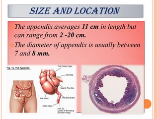 SIZE AND LOCATION
 The appendix averages 11 cm in length but
  can range from 2 -20 cm.
 The diameter of appendix is usually between
  7 and 8 mm.
 