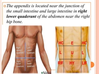 The appendix is located near the junction of
 the small intestine and large intestine in right
 lower quaderant of the abdomen near the right
 hip bone.
 