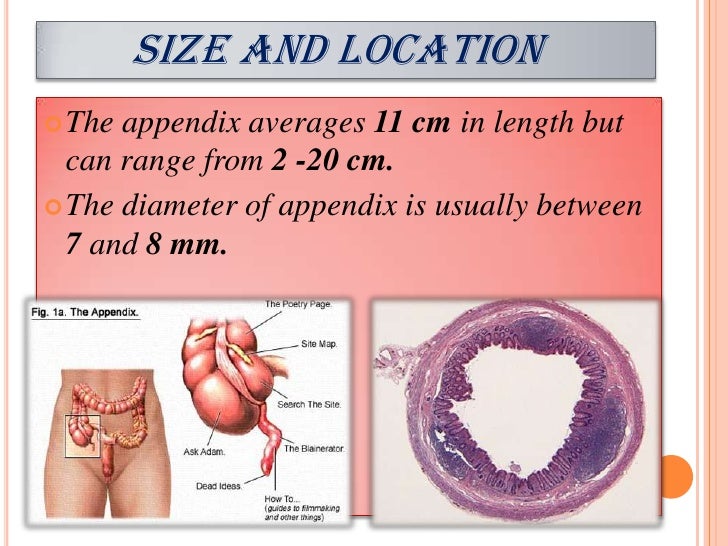 anatomy presentation size of appendix