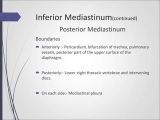 Posterior Mediastinum
Boundaries
 Anteriorly :- Pericardium, bifurcation of trachea, pulmonary
vessels, posterior part of the upper surface of the
diaphragm.
 Posteriorly:- Lower eight thoracic vertebrae and intervening
discs.
 On each side:- Mediastinal pleura
Inferior Mediastinum(continued)
 