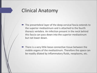 Clinical Anatomy
 The prevertebral layer of the deep cervical fascia extends to
the superior mediastinum and is attached to the fourth
thoracic vertebra. An infection present in the neck behind
this fascia can pass down into the superior mediastinum
but not lower down.
 There is a very little loose connective tissue between the
mobile organs of the mediastinum. Therefore the space can
be readily dilated by inflammatory fluids, neoplasms, etc.
 