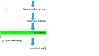 Common iliac artery
Umbilical arteries
PLACENTA
gaseous exchange
umbilical vein