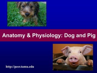 Anatomy & Physiology: Dog and Pig
http://peer.tamu.edu
 