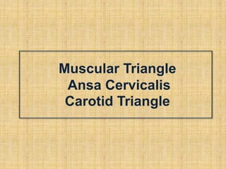 Muscular Triangle
Ansa Cervicalis
Carotid Triangle
 