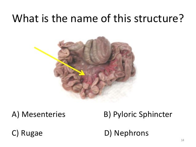 Anatomy quiz