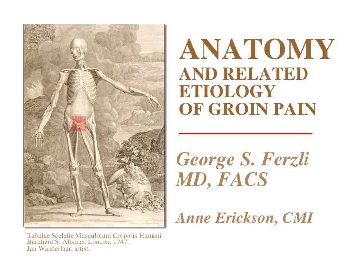 Anatomy and Related Etiology of Groin Pain