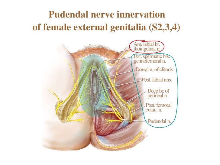 Where is the groin area? | Reference.com