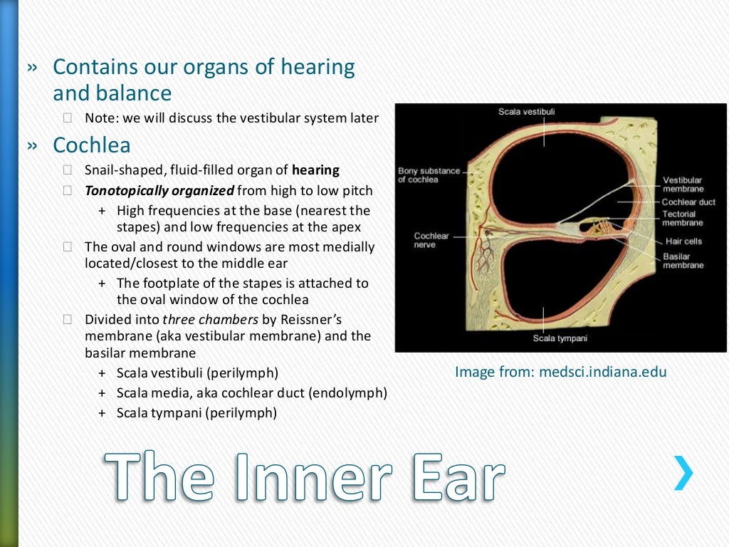 auditory canal function