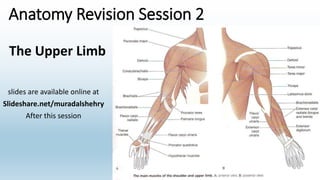 Anatomy Revision Session 2
slides are available online at
Slideshare.net/muradalshehry
After this session
The Upper Limb
 