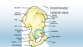 Anatomy revision 2 | PPTX