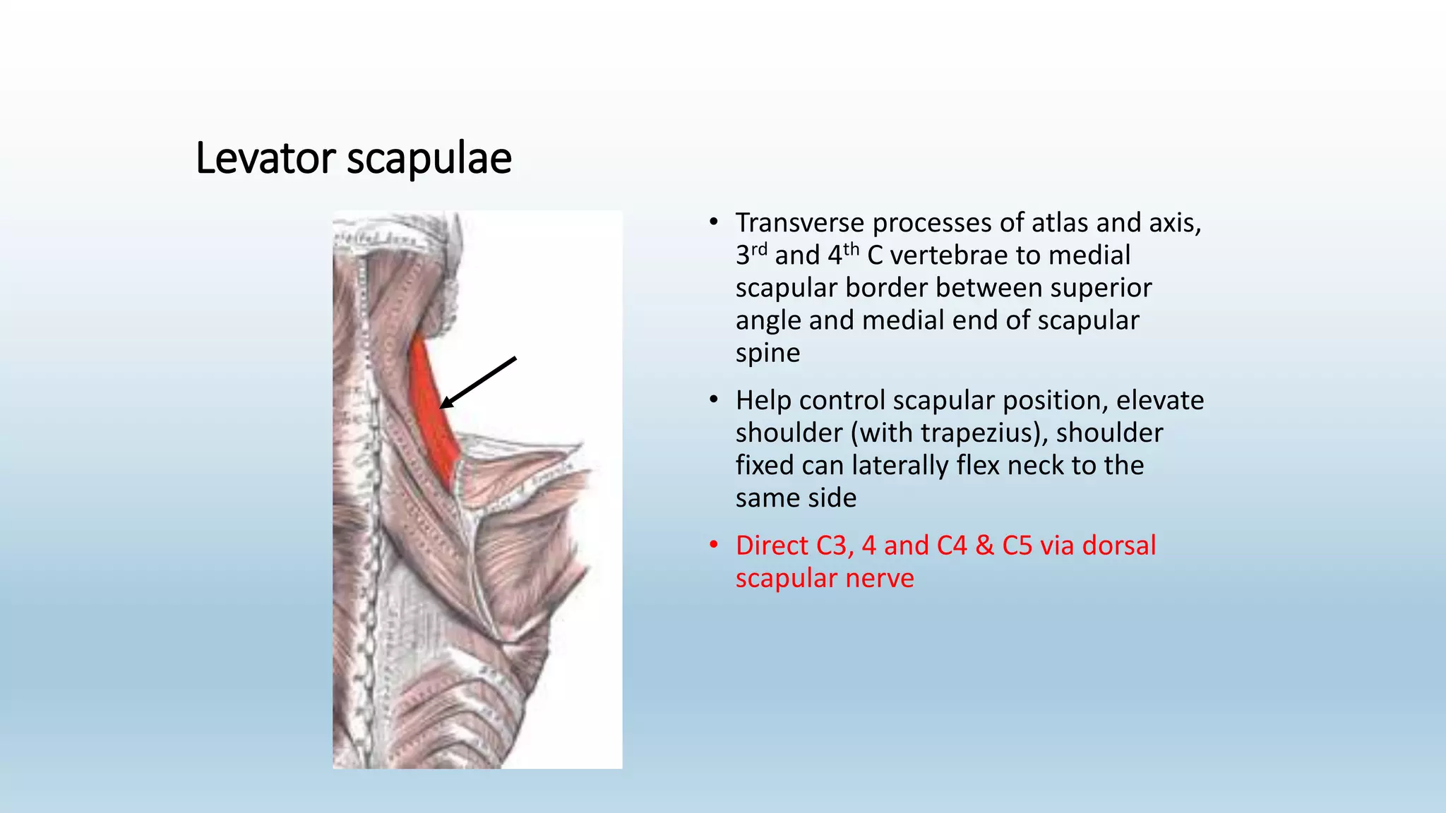 Levator scapulae
• Transverse processes of atlas and axis,
3rd and 4th C vertebrae to medial
scapular border between superior
angle and medial end of scapular
spine
• Help control scapular position, elevate
shoulder (with trapezius), shoulder
fixed can laterally flex neck to the
same side
• Direct C3, 4 and C4 & C5 via dorsal
scapular nerve
 
