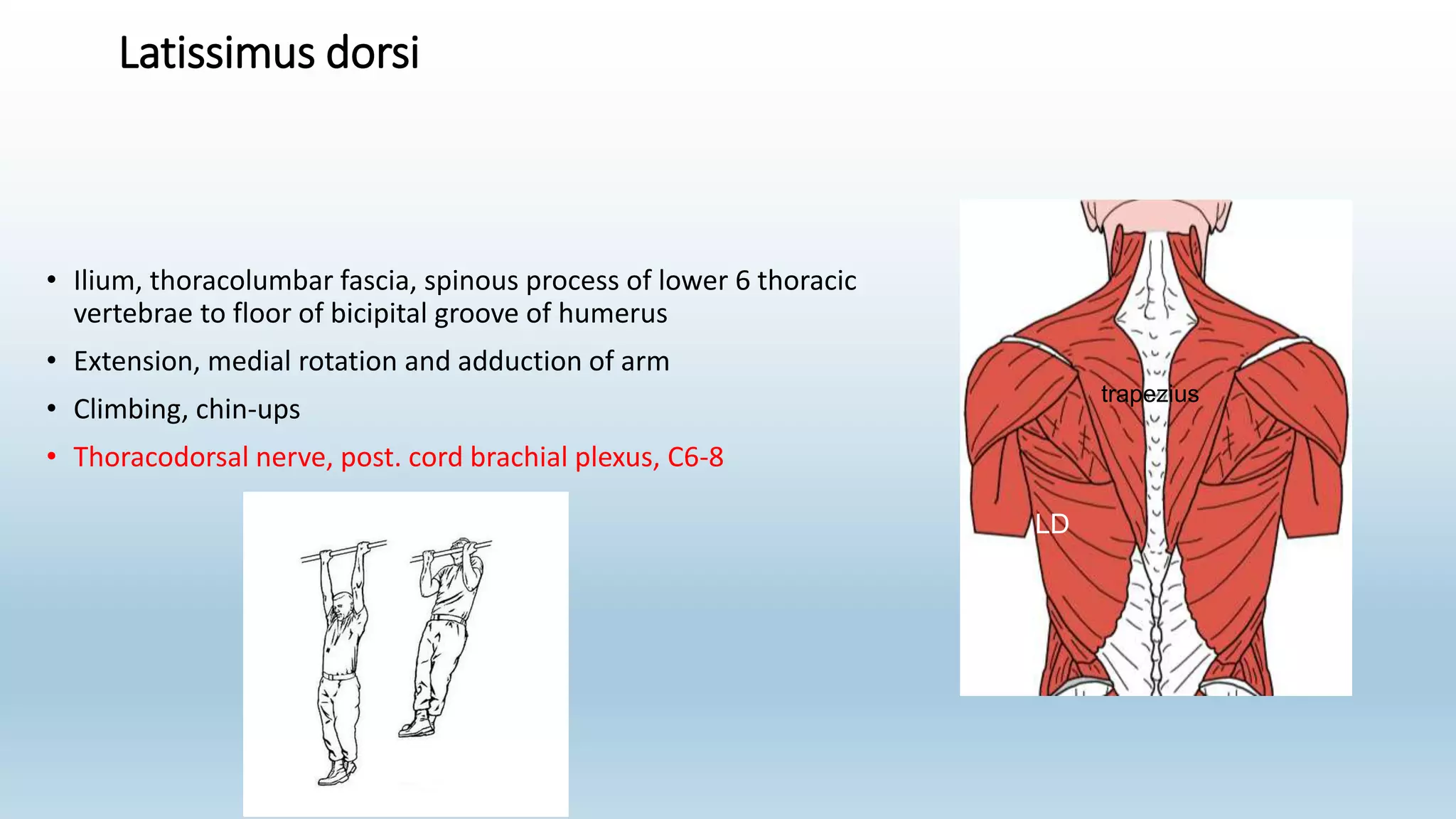 Latissimus dorsi
• Ilium, thoracolumbar fascia, spinous process of lower 6 thoracic
vertebrae to floor of bicipital groove of humerus
• Extension, medial rotation and adduction of arm
• Climbing, chin-ups
• Thoracodorsal nerve, post. cord brachial plexus, C6-8
trapezius
LD
 