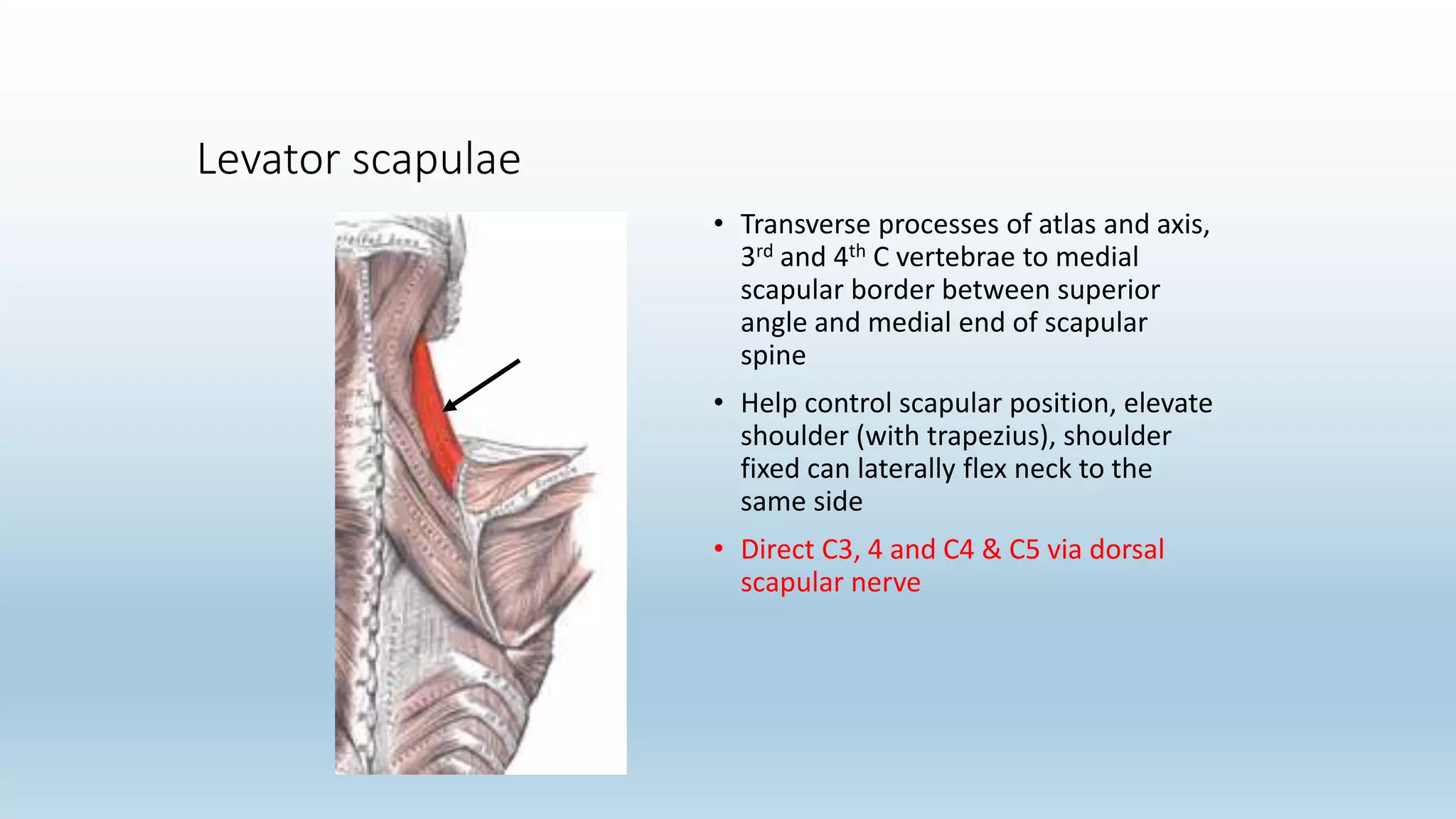 Levator scapulae
• Transverse processes of atlas and axis,
3rd and 4th C vertebrae to medial
scapular border between superior
angle and medial end of scapular
spine
• Help control scapular position, elevate
shoulder (with trapezius), shoulder
fixed can laterally flex neck to the
same side
• Direct C3, 4 and C4 & C5 via dorsal
scapular nerve
 