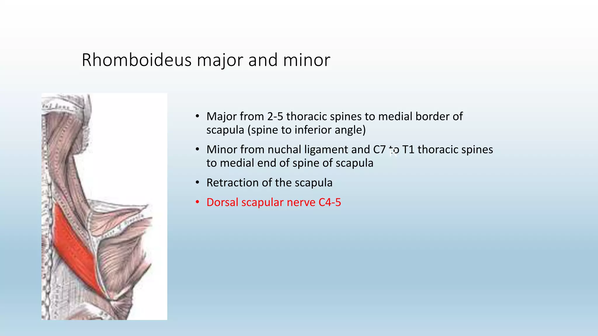 Rhomboideus major and minor
• Major from 2-5 thoracic spines to medial border of
scapula (spine to inferior angle)
• Minor from nuchal ligament and C7 to T1 thoracic spines
to medial end of spine of scapula
• Retraction of the scapula
• Dorsal scapular nerve C4-5
R
 