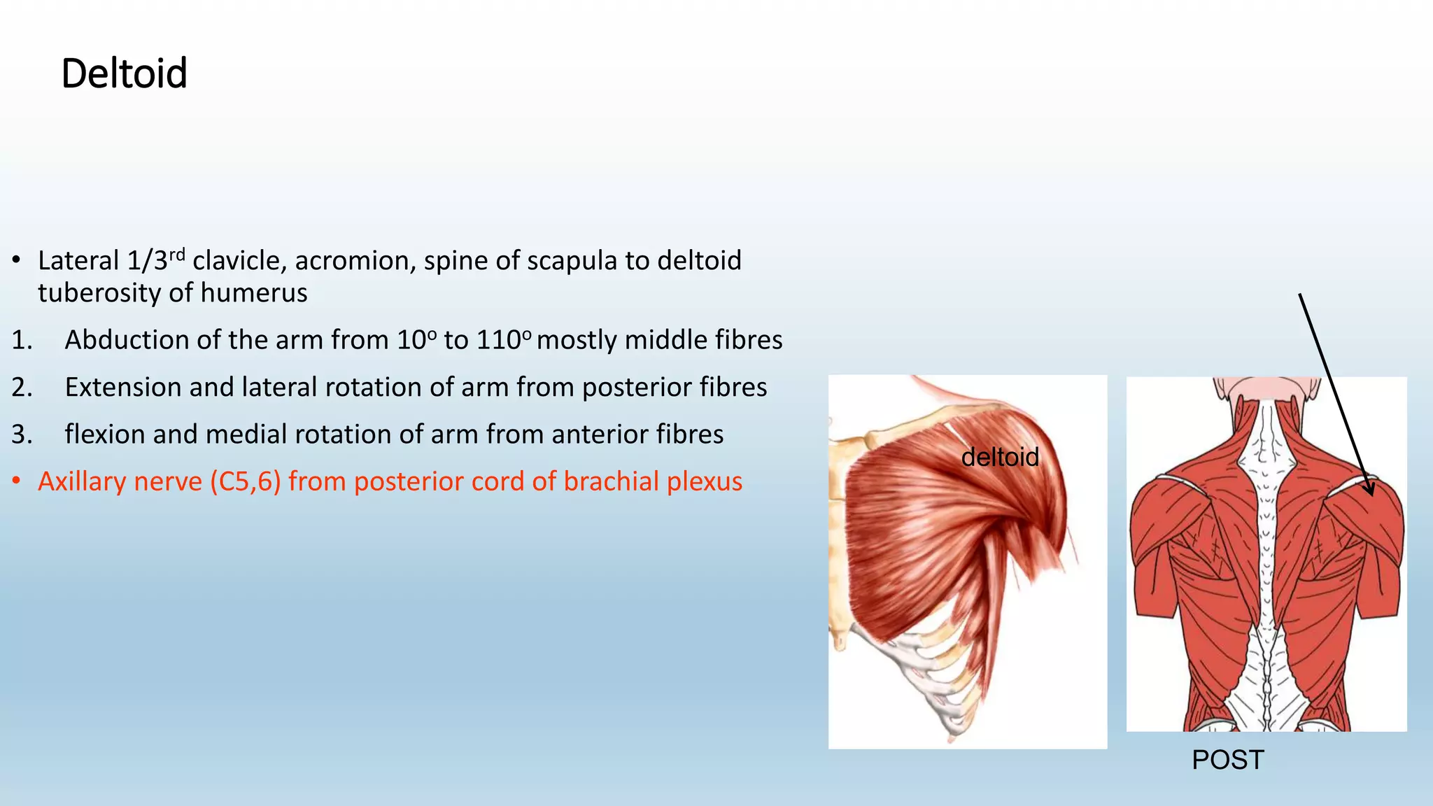 Deltoid
• Lateral 1/3rd clavicle, acromion, spine of scapula to deltoid
tuberosity of humerus
1. Abduction of the arm from 10o to 110o mostly middle fibres
2. Extension and lateral rotation of arm from posterior fibres
3. flexion and medial rotation of arm from anterior fibres
• Axillary nerve (C5,6) from posterior cord of brachial plexus
deltoid
POST
 