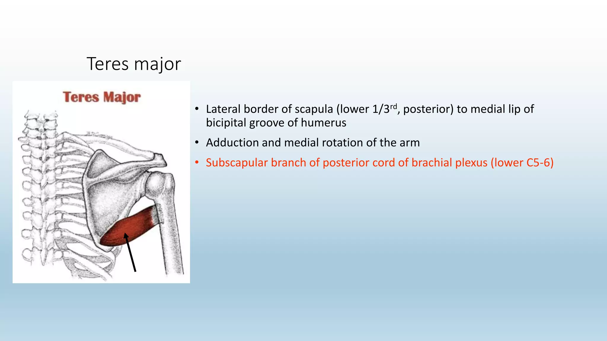 Teres major
• Lateral border of scapula (lower 1/3rd, posterior) to medial lip of
bicipital groove of humerus
• Adduction and medial rotation of the arm
• Subscapular branch of posterior cord of brachial plexus (lower C5-6)
 