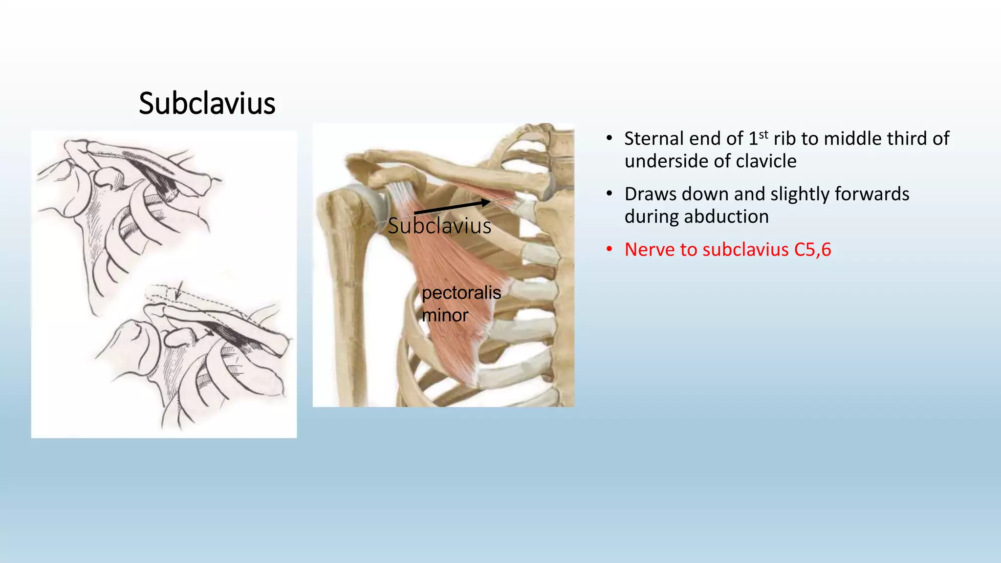 Subclavius
• Sternal end of 1st rib to middle third of
underside of clavicle
• Draws down and slightly forwards
during abduction
• Nerve to subclavius C5,6
pectoralis
minor
Subclavius
 