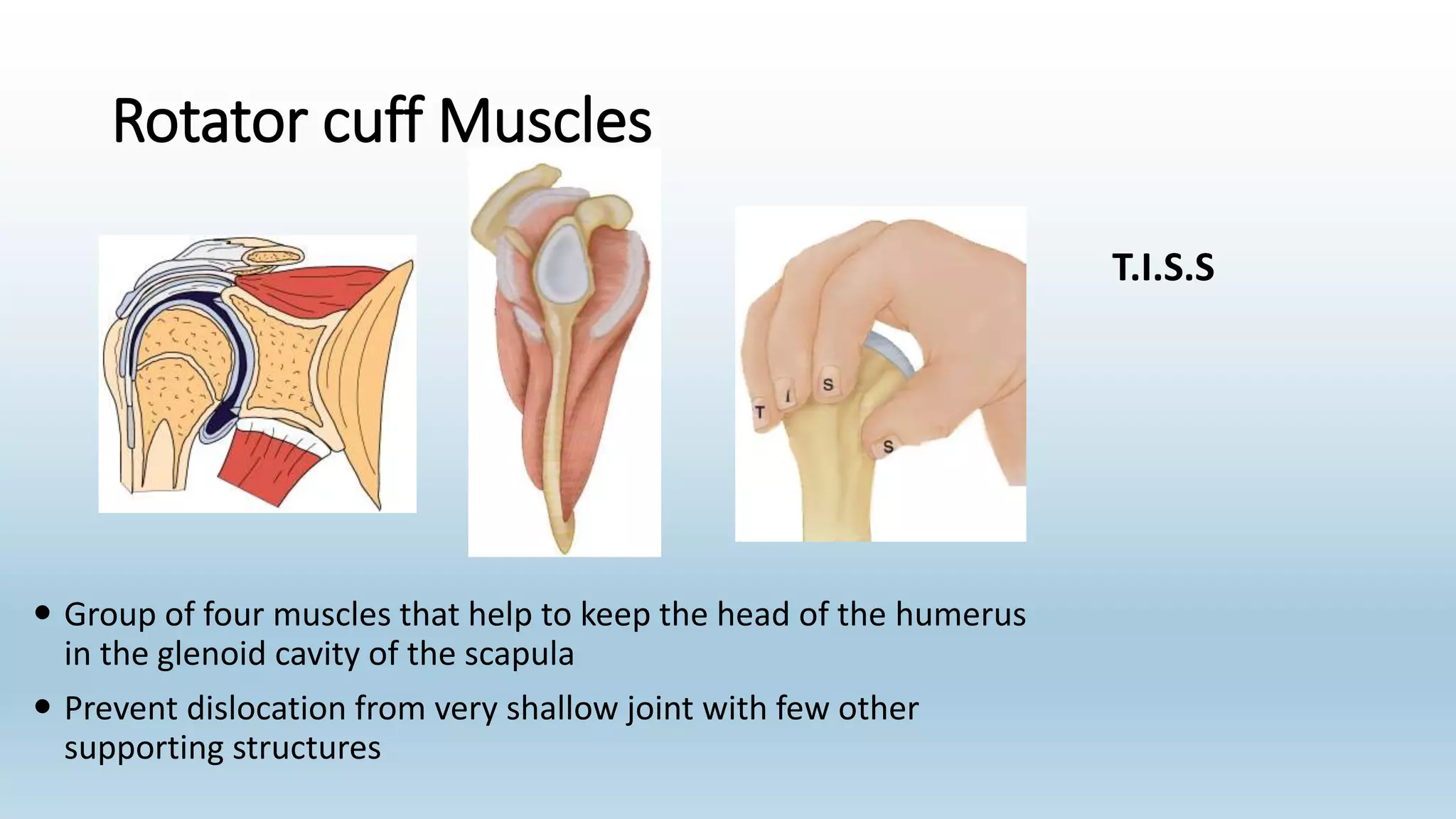 Rotator cuff Muscles
 Group of four muscles that help to keep the head of the humerus
in the glenoid cavity of the scapula
 Prevent dislocation from very shallow joint with few other
supporting structures
T.I.S.S
 
