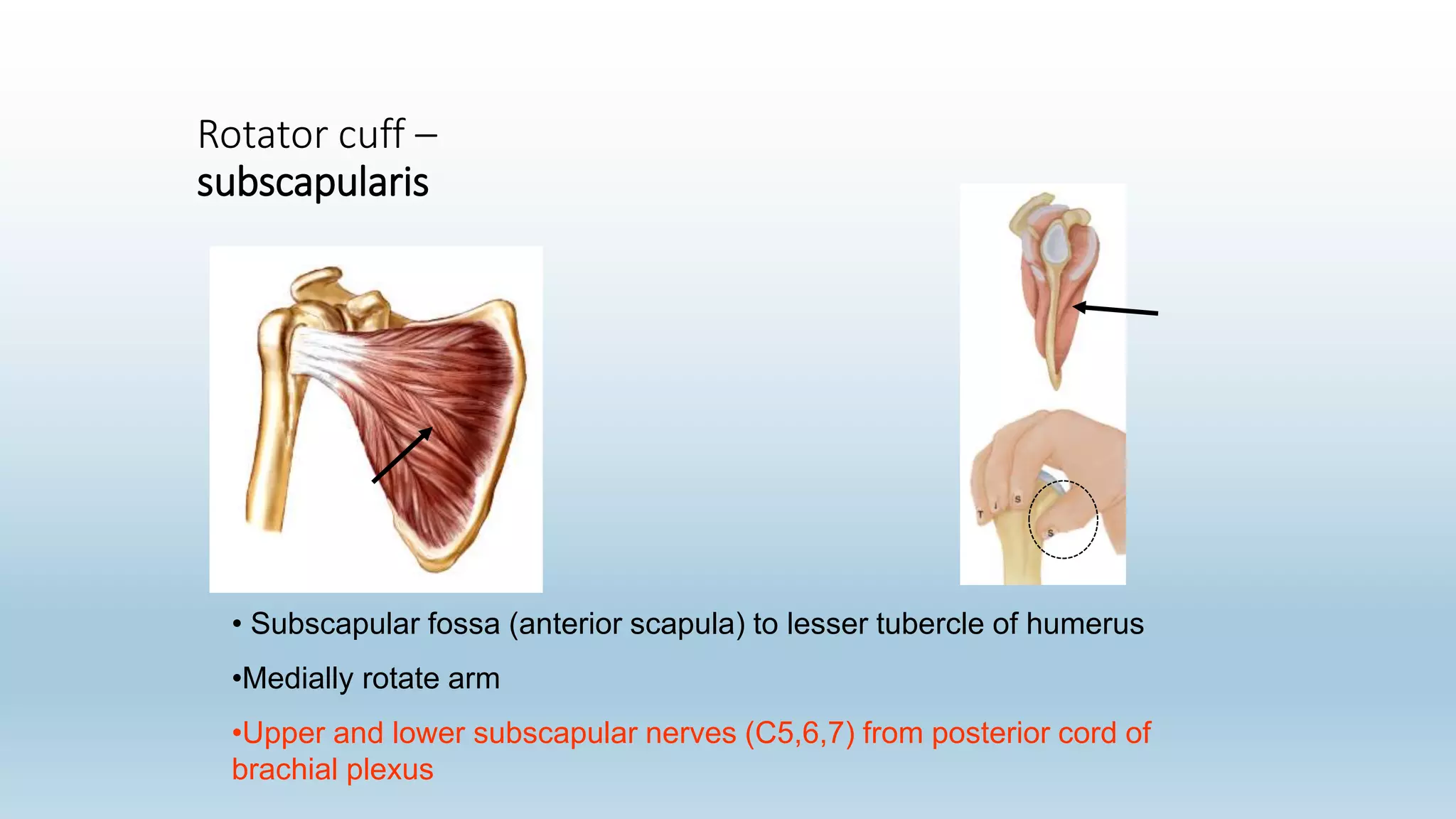 Rotator cuff –
subscapularis
• Subscapular fossa (anterior scapula) to lesser tubercle of humerus
•Medially rotate arm
•Upper and lower subscapular nerves (C5,6,7) from posterior cord of
brachial plexus
 