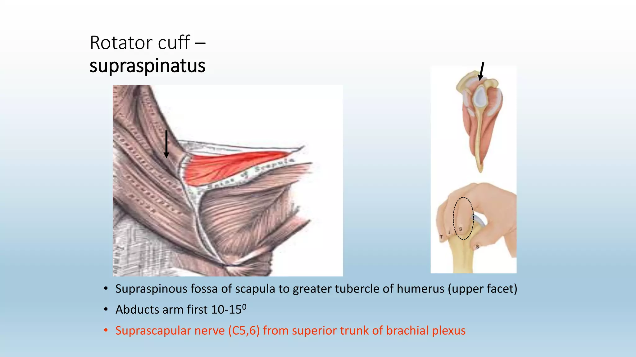 Rotator cuff –
supraspinatus
• Supraspinous fossa of scapula to greater tubercle of humerus (upper facet)
• Abducts arm first 10-150
• Suprascapular nerve (C5,6) from superior trunk of brachial plexus
 