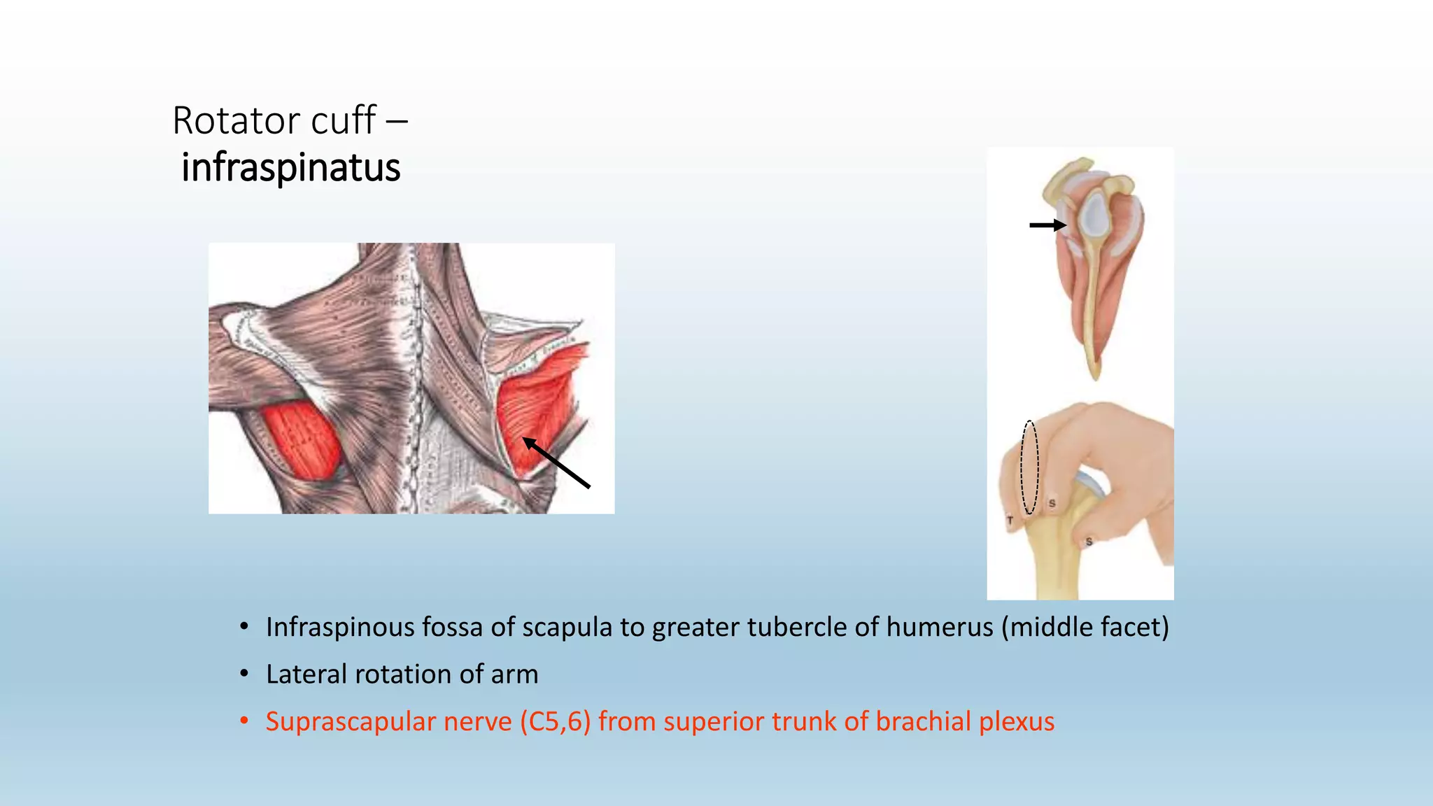 Rotator cuff –
infraspinatus
• Infraspinous fossa of scapula to greater tubercle of humerus (middle facet)
• Lateral rotation of arm
• Suprascapular nerve (C5,6) from superior trunk of brachial plexus
 