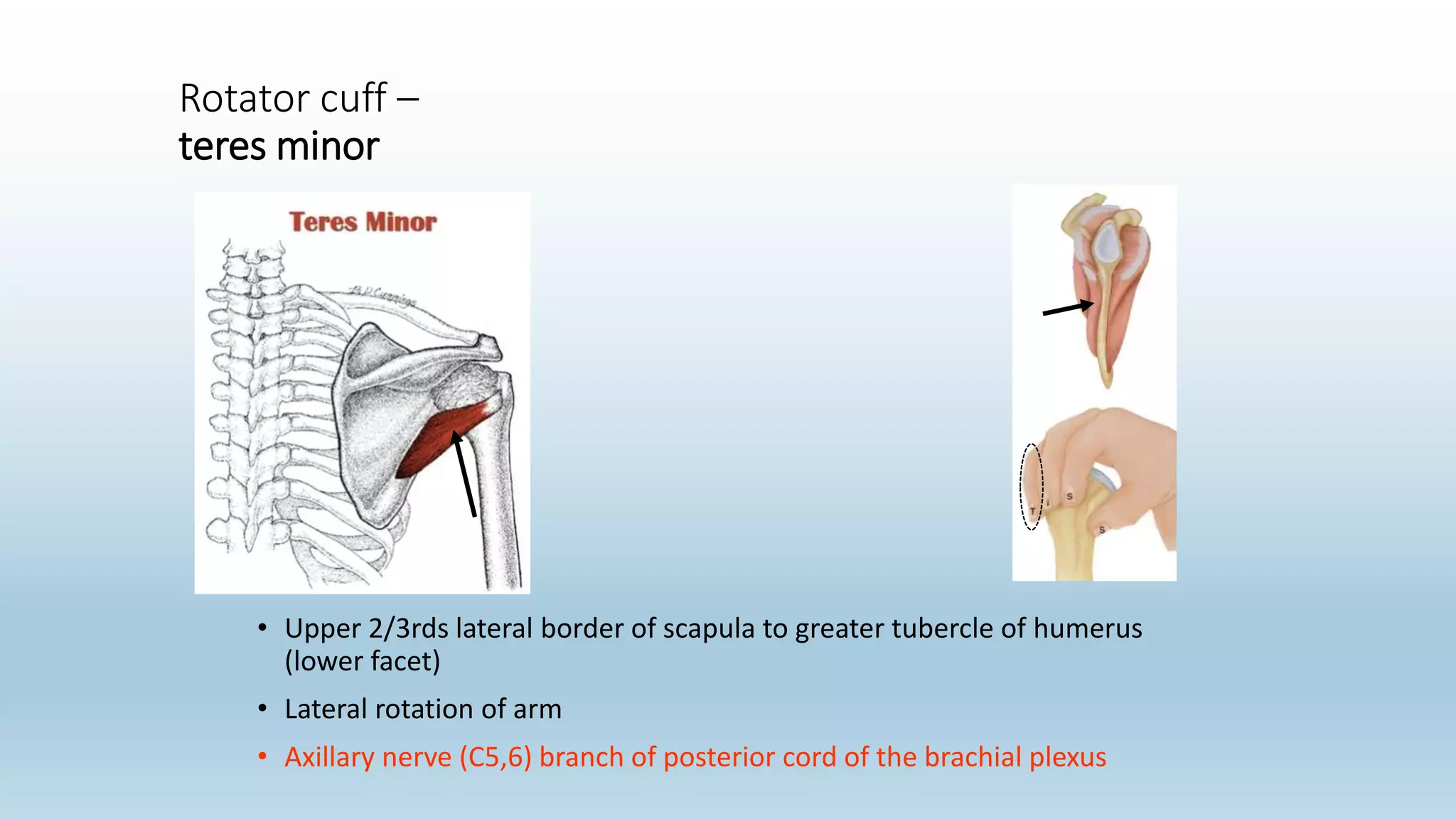 Rotator cuff –
teres minor
• Upper 2/3rds lateral border of scapula to greater tubercle of humerus
(lower facet)
• Lateral rotation of arm
• Axillary nerve (C5,6) branch of posterior cord of the brachial plexus
 
