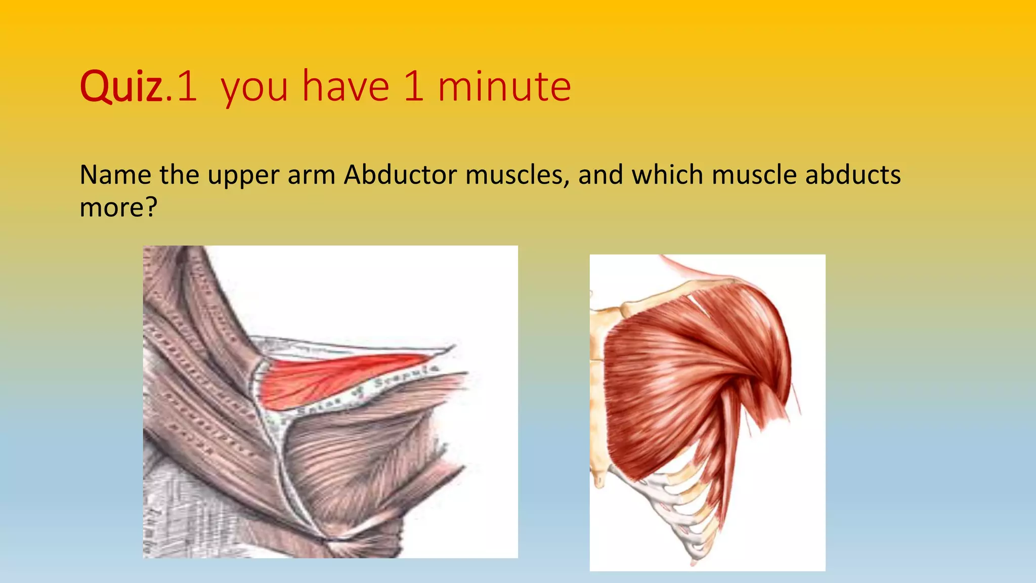 Quiz.1 you have 1 minute
Name the upper arm Abductor muscles, and which muscle abducts
more?
 
