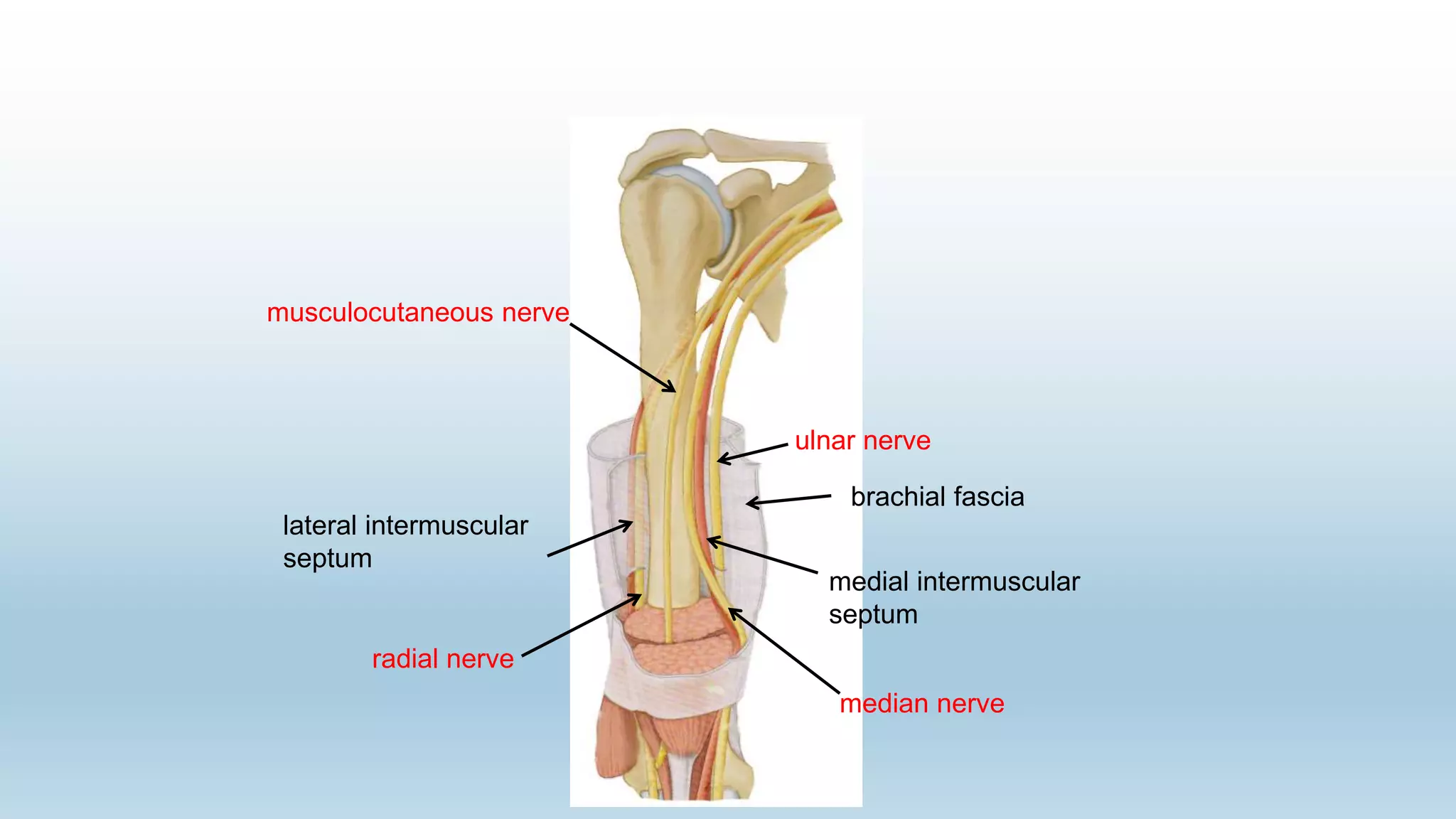 brachial fascia
medial intermuscular
septum
lateral intermuscular
septum
radial nerve
ulnar nerve
median nerve
musculocutaneous nerve
 