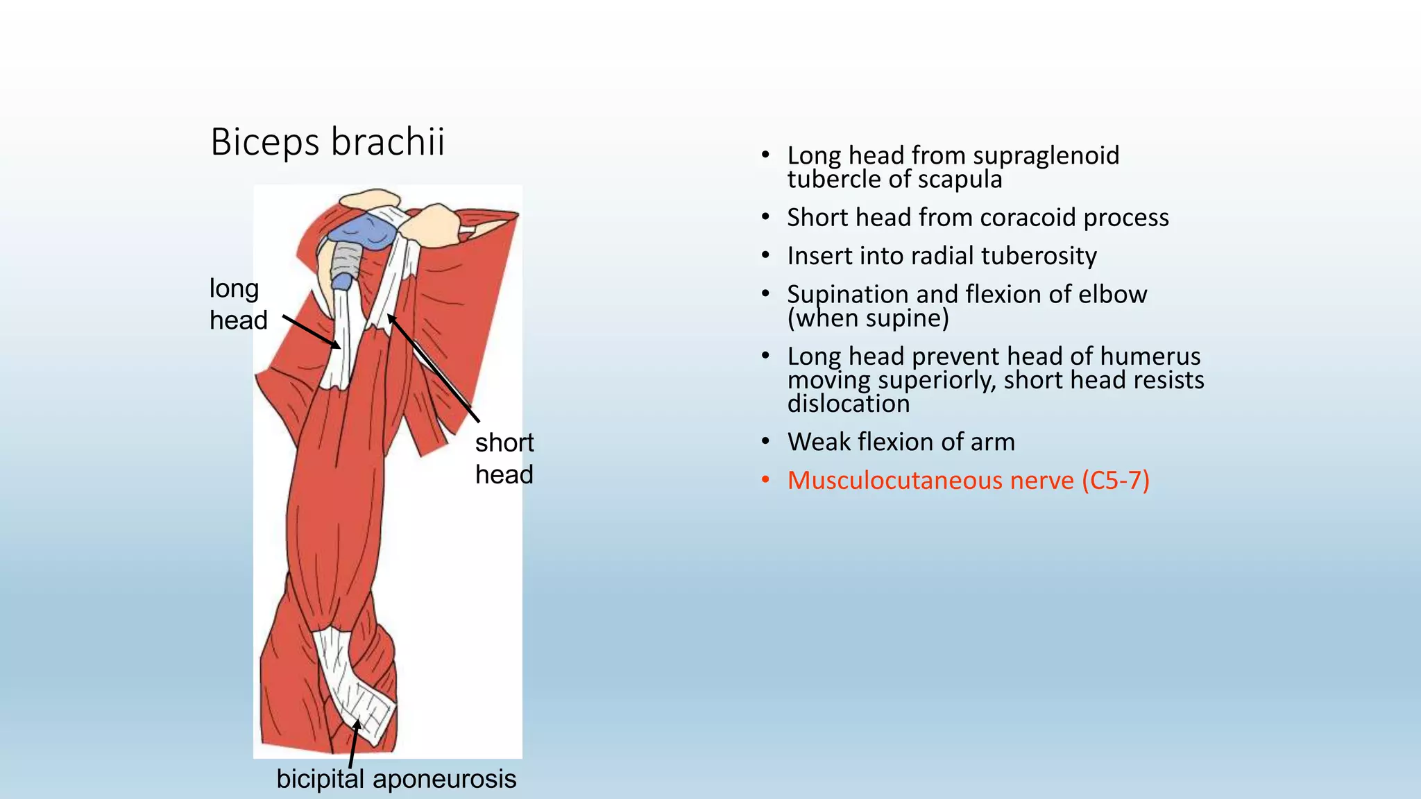 Biceps brachii • Long head from supraglenoid
tubercle of scapula
• Short head from coracoid process
• Insert into radial tuberosity
• Supination and flexion of elbow
(when supine)
• Long head prevent head of humerus
moving superiorly, short head resists
dislocation
• Weak flexion of arm
• Musculocutaneous nerve (C5-7)
long
head
short
head
bicipital aponeurosis
 