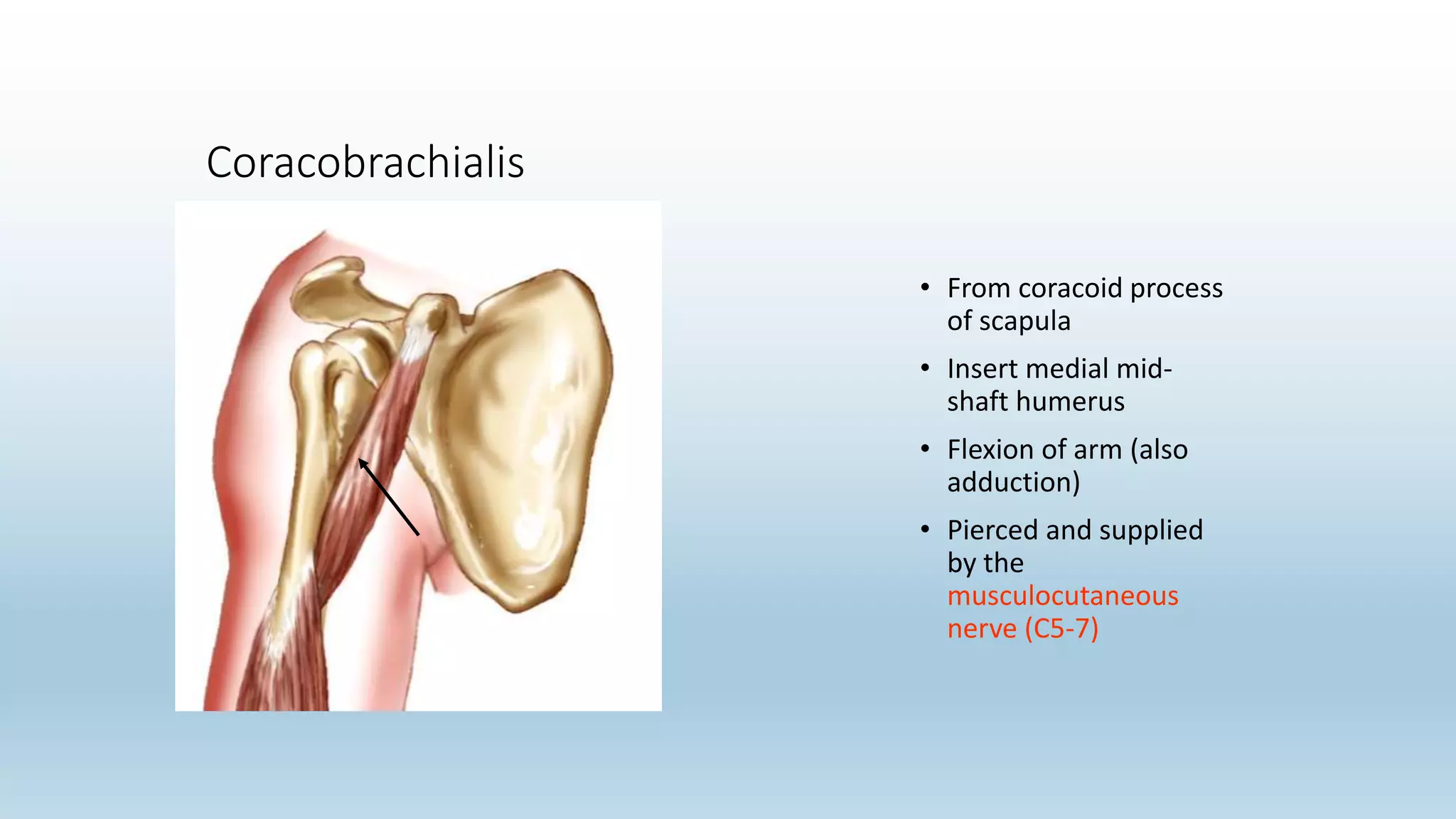 Coracobrachialis
• From coracoid process
of scapula
• Insert medial mid-
shaft humerus
• Flexion of arm (also
adduction)
• Pierced and supplied
by the
musculocutaneous
nerve (C5-7)
 