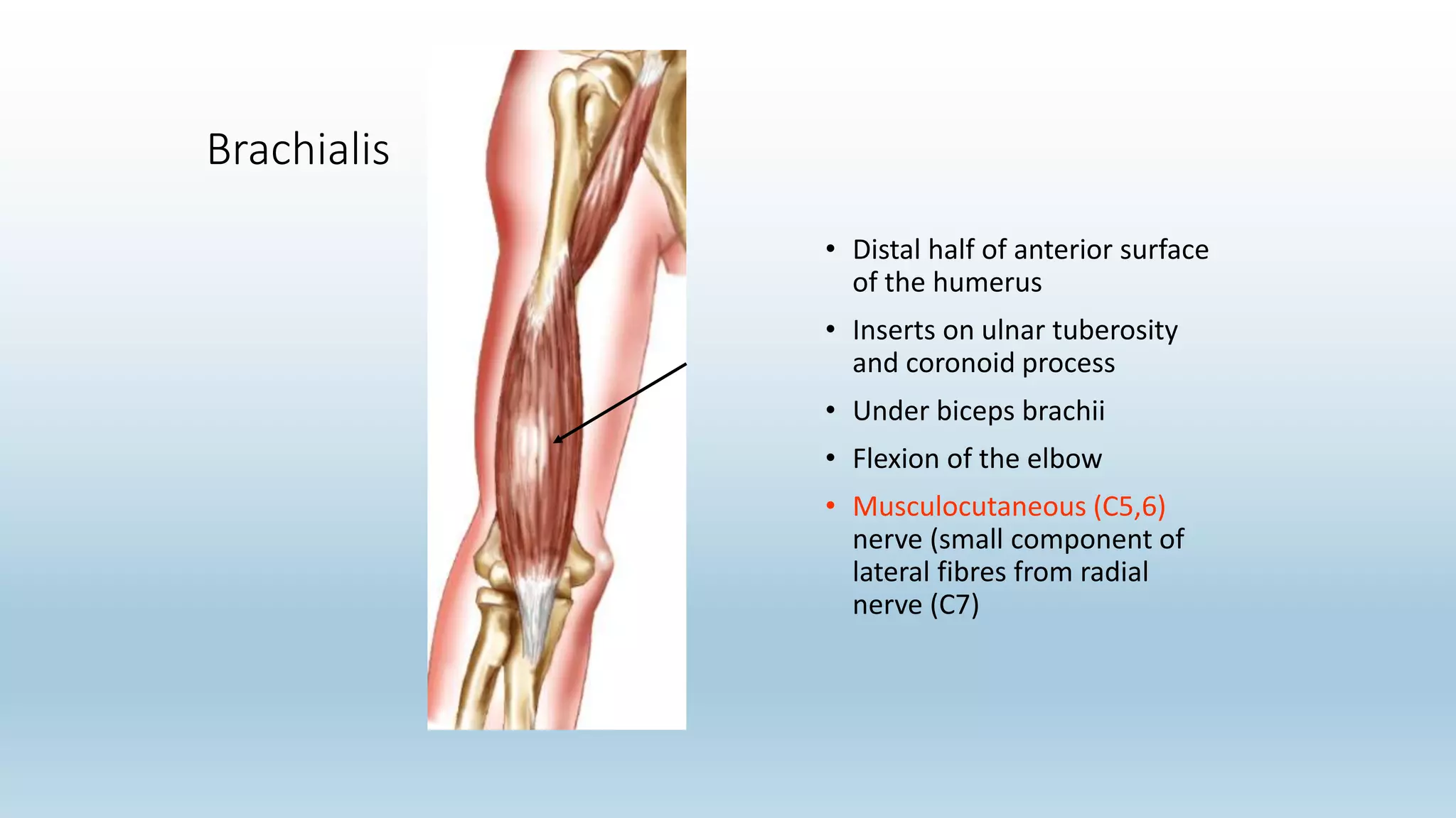 Brachialis
• Distal half of anterior surface
of the humerus
• Inserts on ulnar tuberosity
and coronoid process
• Under biceps brachii
• Flexion of the elbow
• Musculocutaneous (C5,6)
nerve (small component of
lateral fibres from radial
nerve (C7)
 