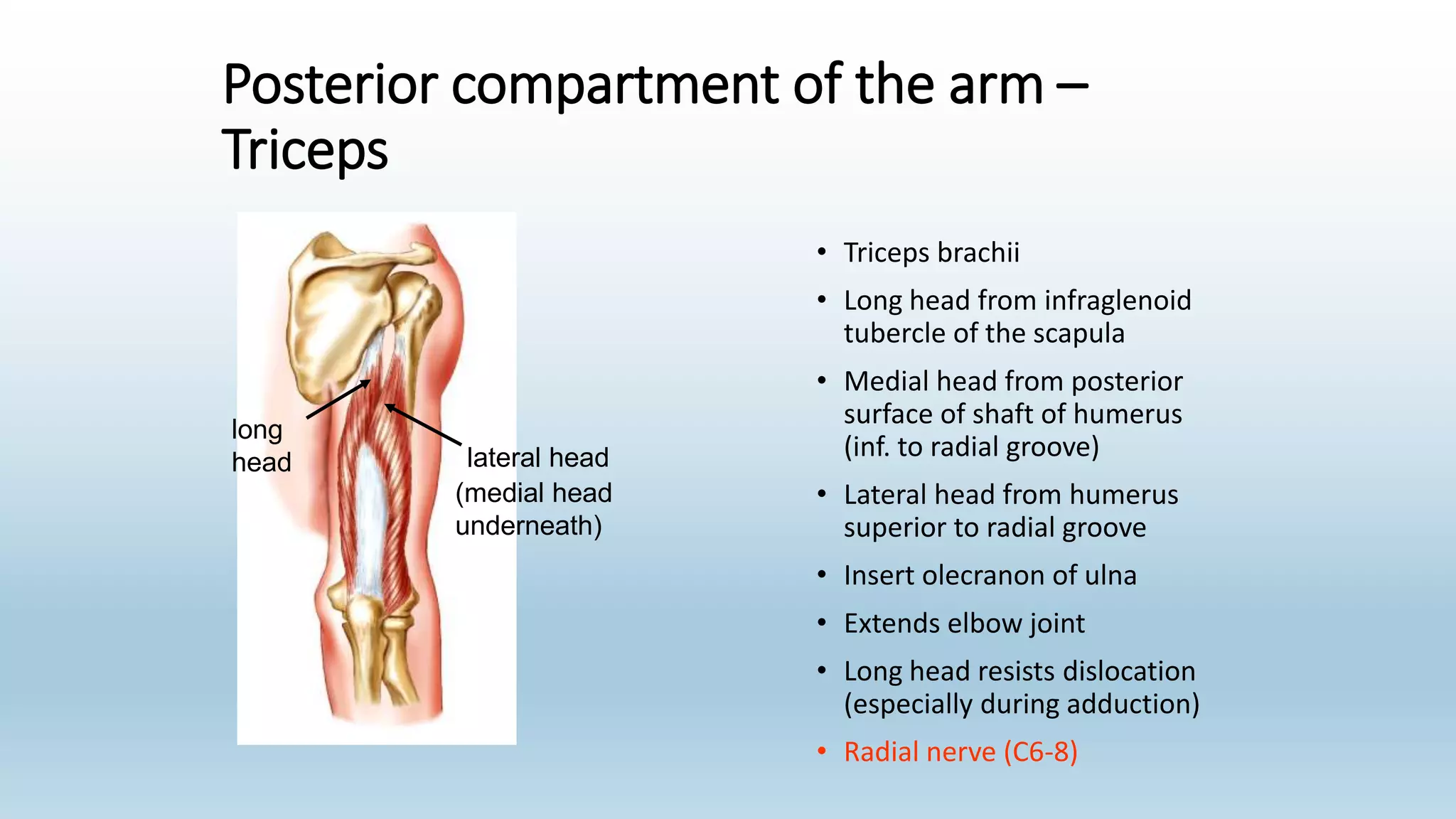 Posterior compartment of the arm –
Triceps
• Triceps brachii
• Long head from infraglenoid
tubercle of the scapula
• Medial head from posterior
surface of shaft of humerus
(inf. to radial groove)
• Lateral head from humerus
superior to radial groove
• Insert olecranon of ulna
• Extends elbow joint
• Long head resists dislocation
(especially during adduction)
• Radial nerve (C6-8)
long
head lateral head
(medial head
underneath)
 
