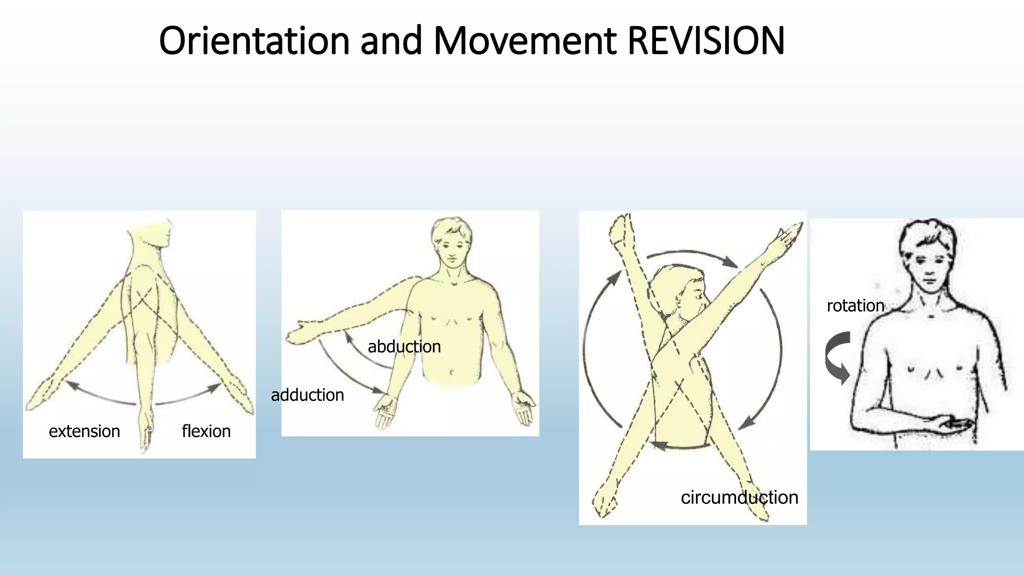 Orientation and Movement REVISION
adduction
abduction
flexionextension
circumduction
rotation
 
