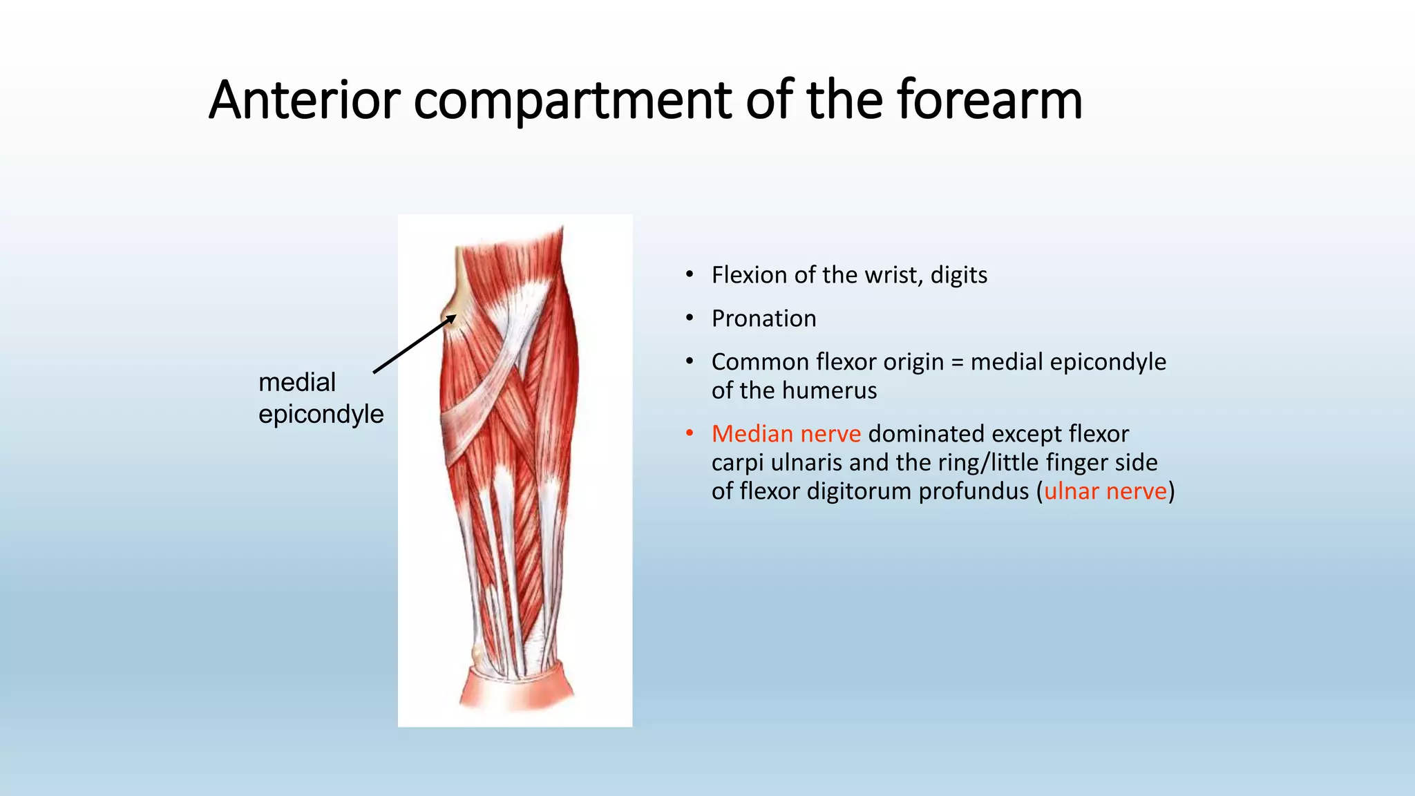 Anterior compartment of the forearm
• Flexion of the wrist, digits
• Pronation
• Common flexor origin = medial epicondyle
of the humerus
• Median nerve dominated except flexor
carpi ulnaris and the ring/little finger side
of flexor digitorum profundus (ulnar nerve)
medial
epicondyle
 