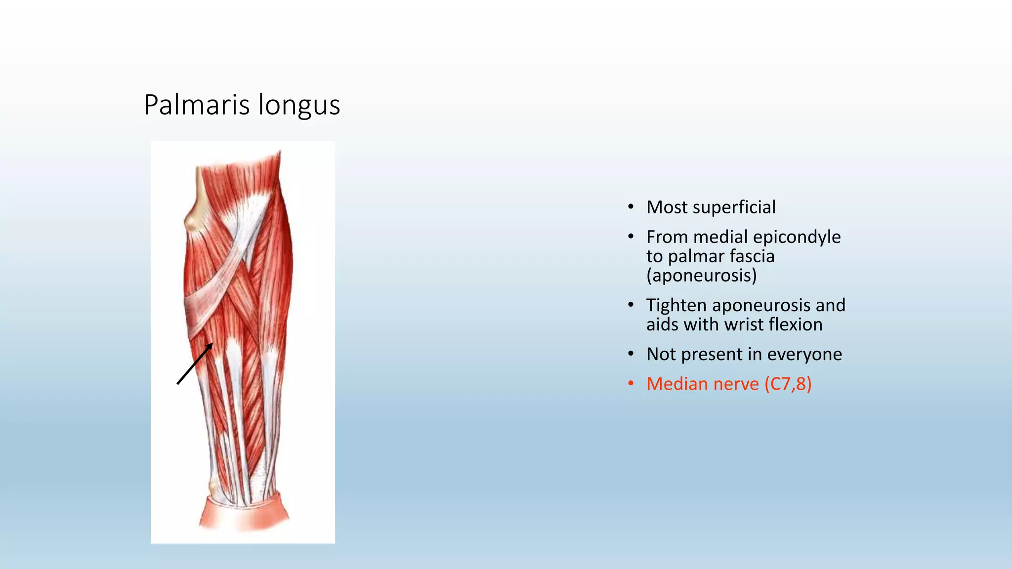 Palmaris longus
• Most superficial
• From medial epicondyle
to palmar fascia
(aponeurosis)
• Tighten aponeurosis and
aids with wrist flexion
• Not present in everyone
• Median nerve (C7,8)
 