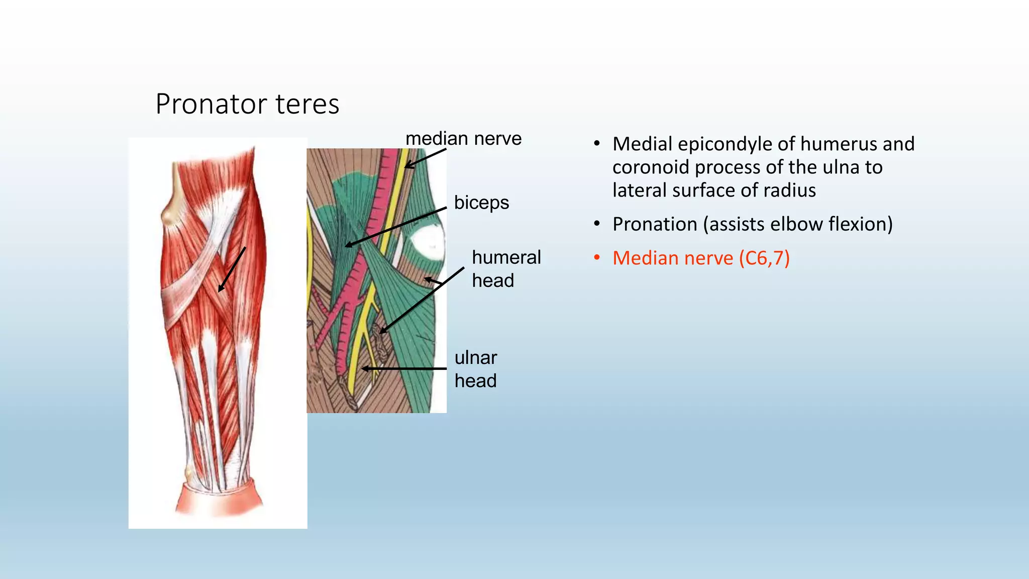 Pronator teres
• Medial epicondyle of humerus and
coronoid process of the ulna to
lateral surface of radius
• Pronation (assists elbow flexion)
• Median nerve (C6,7)
biceps
humeral
head
ulnar
head
median nerve
 
