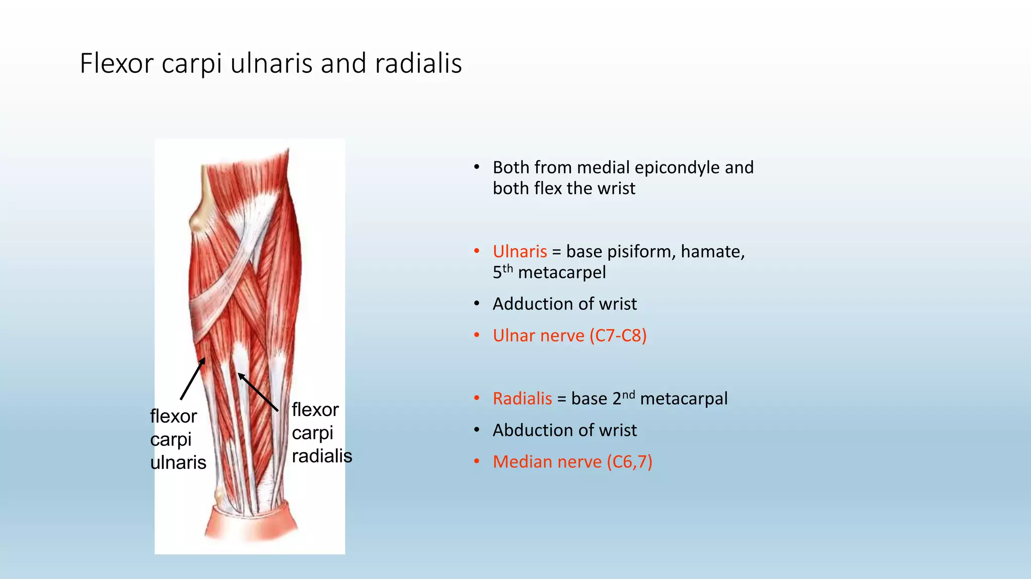 Flexor carpi ulnaris and radialis
• Both from medial epicondyle and
both flex the wrist
• Ulnaris = base pisiform, hamate,
5th metacarpel
• Adduction of wrist
• Ulnar nerve (C7-C8)
• Radialis = base 2nd metacarpal
• Abduction of wrist
• Median nerve (C6,7)
flexor
carpi
ulnaris
flexor
carpi
radialis
 