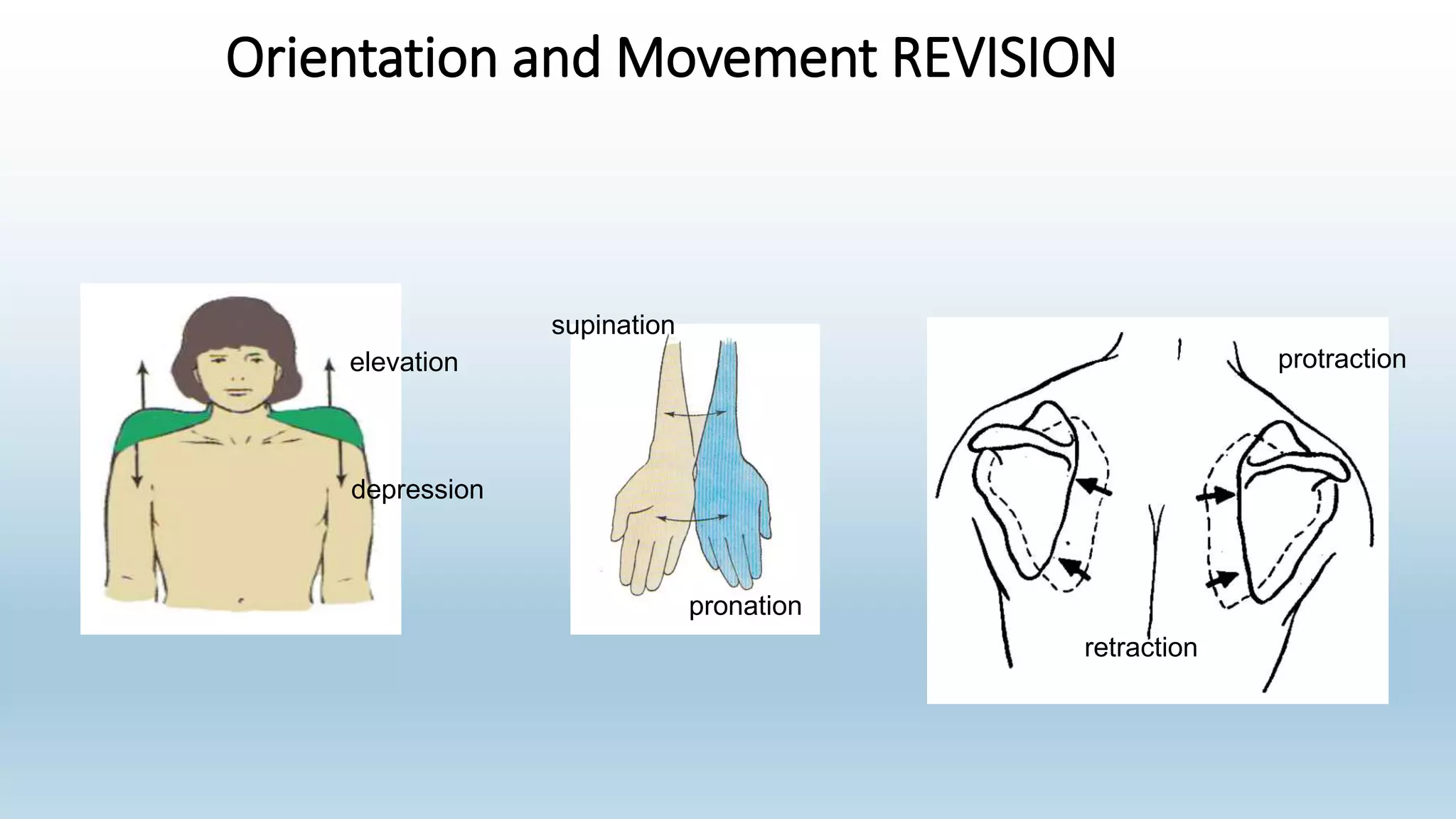 elevation
depression
supination
pronation
protraction
retraction
Orientation and Movement REVISION
 