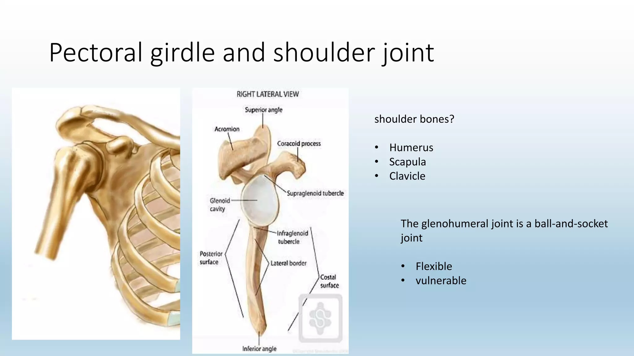 Pectoral girdle and shoulder joint
shoulder bones?
• Humerus
• Scapula
• Clavicle
The glenohumeral joint is a ball-and-socket
joint
• Flexible
• vulnerable
 