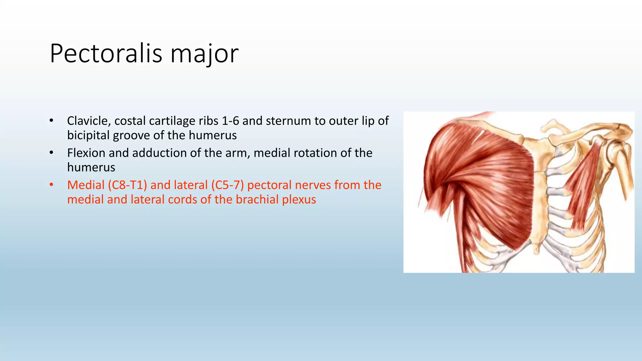Pectoralis major
• Clavicle, costal cartilage ribs 1-6 and sternum to outer lip of
bicipital groove of the humerus
• Flexion and adduction of the arm, medial rotation of the
humerus
• Medial (C8-T1) and lateral (C5-7) pectoral nerves from the
medial and lateral cords of the brachial plexus
 