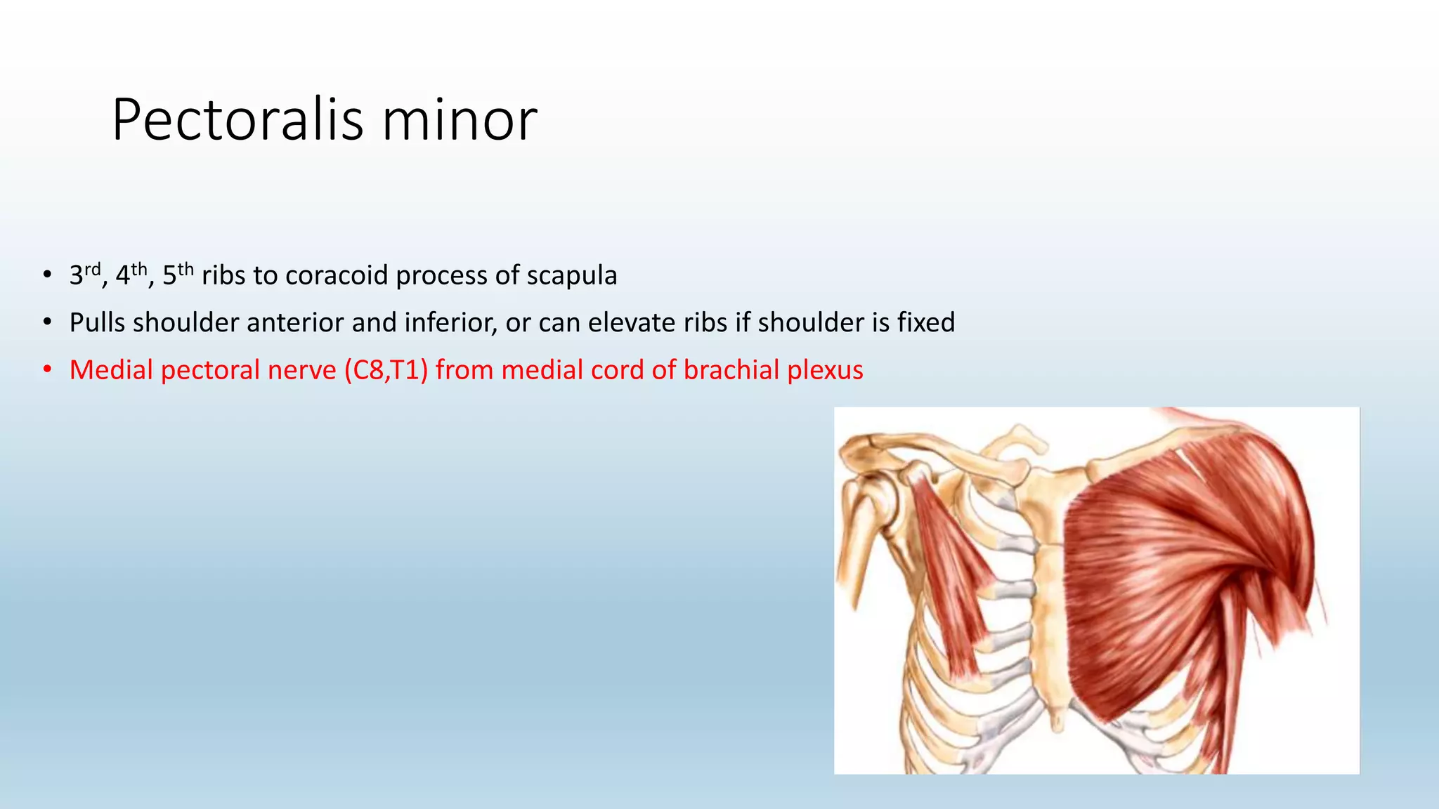 Pectoralis minor
• 3rd, 4th, 5th ribs to coracoid process of scapula
• Pulls shoulder anterior and inferior, or can elevate ribs if shoulder is fixed
• Medial pectoral nerve (C8,T1) from medial cord of brachial plexus
 