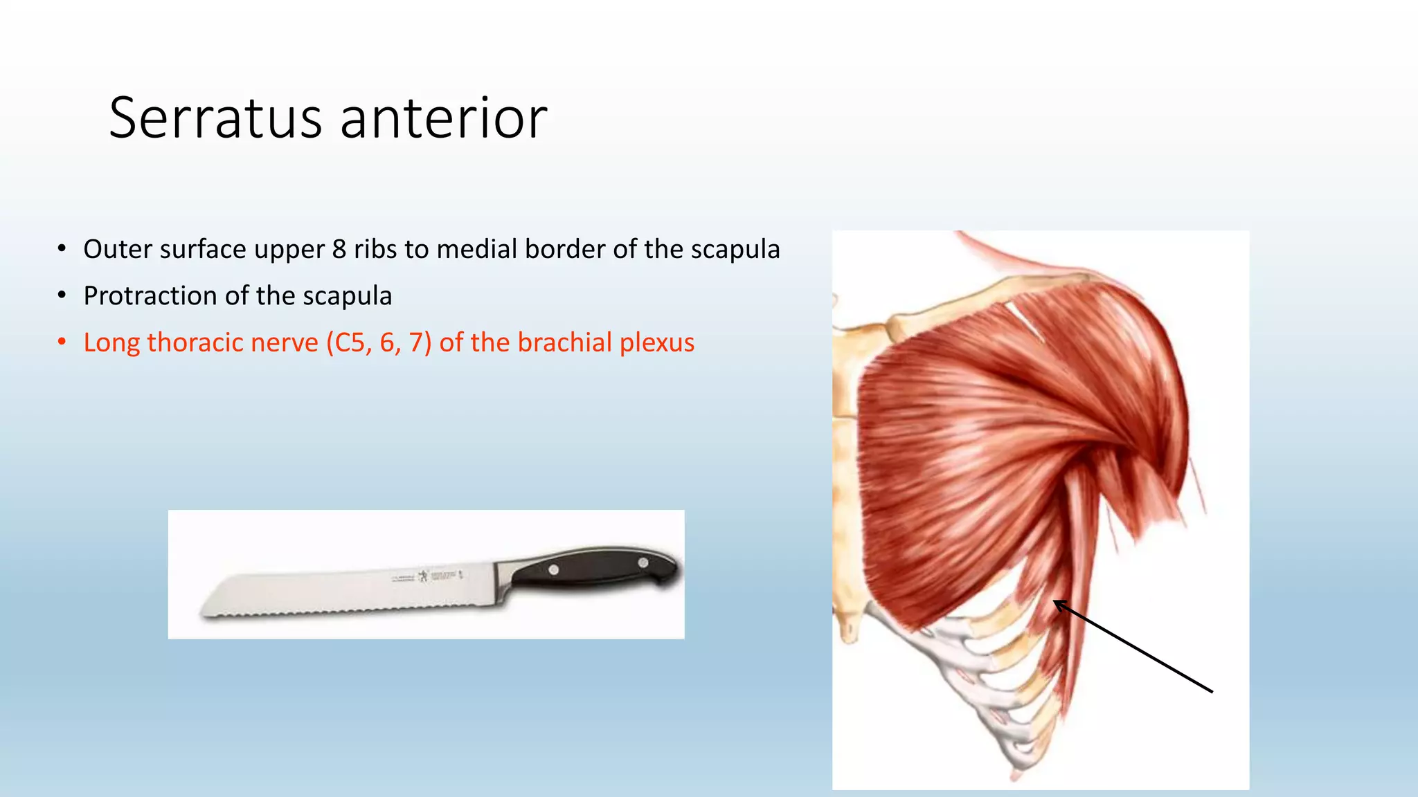 Serratus anterior
• Outer surface upper 8 ribs to medial border of the scapula
• Protraction of the scapula
• Long thoracic nerve (C5, 6, 7) of the brachial plexus
 