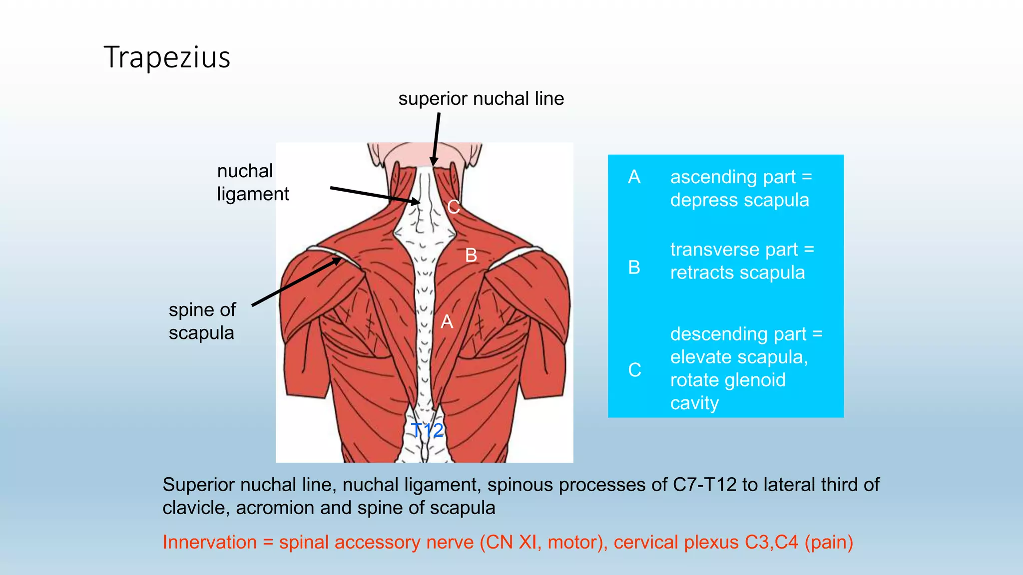 spine of
scapula
nuchal
ligament
A
B
C
Superior nuchal line, nuchal ligament, spinous processes of C7-T12 to lateral third of
clavicle, acromion and spine of scapula
Innervation = spinal accessory nerve (CN XI, motor), cervical plexus C3,C4 (pain)
A ascending part =
depress scapula
B
transverse part =
retracts scapula
C
descending part =
elevate scapula,
rotate glenoid
cavity
superior nuchal line
T12
Trapezius
 