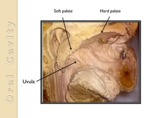 Uvula Color Anatomy revision practical | PDF