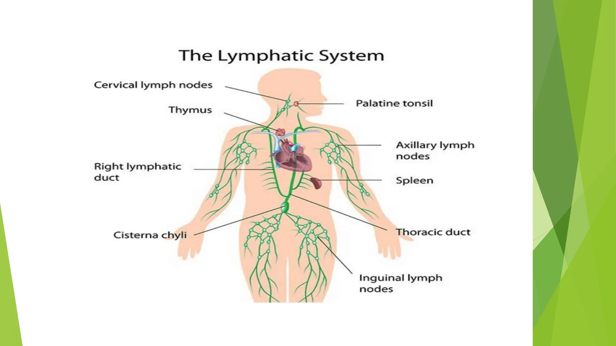 Human Anatomy- histology of lymphatic system | PPTX