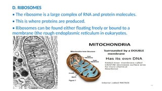 Secreted Ribosomes ANATOMY SESSION 2 - STRUCTURAL ORGANISATION OF ORGANISM_081134.pptx